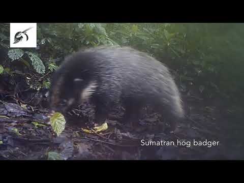 image-Why is the Sumatran rabbit endangered?