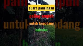 Download lagu SUARA PANCINGAN PALING AMPUH UNTUK KEPODANG LIAR BAKALAN 100% LANGSUNG NYAMBAR mp3