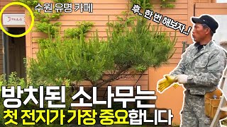 수원에 핫한 구독자님 카페 조경 및 소나무 관리해드리고 왔습니다 