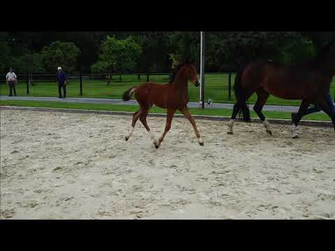 Hengstfohlen Valego x Fidertanz x De Niro