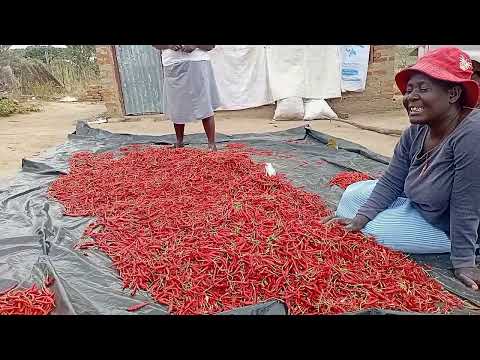 Community Resilience — Field Story