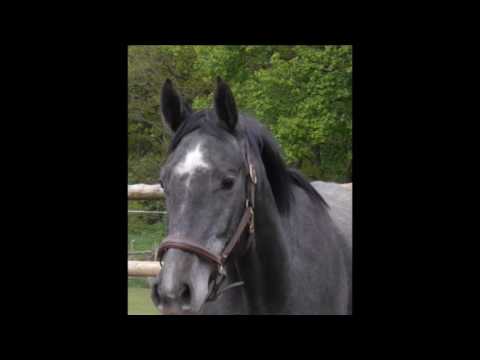 3 jährige Holsteiner Stute von Cormint