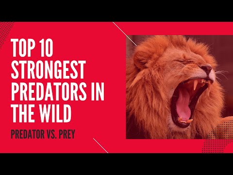 Top 10 Strongest Predators In The Wild - Predator VS Prey - Must See!