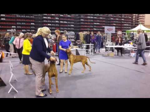 16.10.16 NDS "Vidzeme's Cup'16"Valmiera  Latvia judges Francisco Ruiz Rodriguez Spain