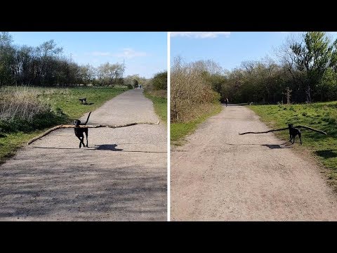 Speedy Dog Runs With Huge Stick
