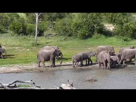 Djuma: Elephant herd - 16:03 - 12/16/20