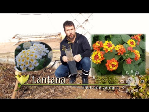 Cultivo de Lantana o Banderita Española.