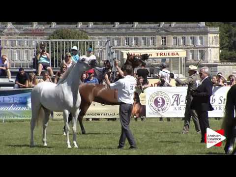 Chantilly 2016 ABCE - CLASS 12 - Fillies Championship