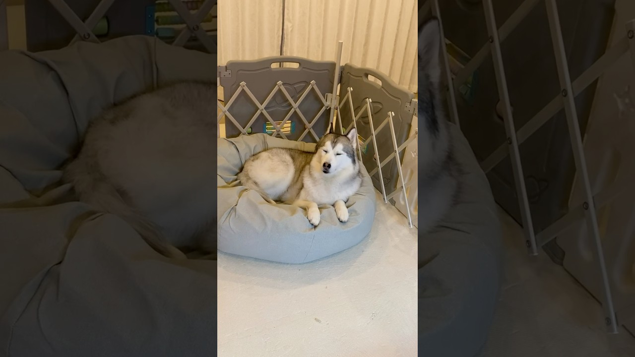 今にも寝そうなシベリアンハスキー #shorts