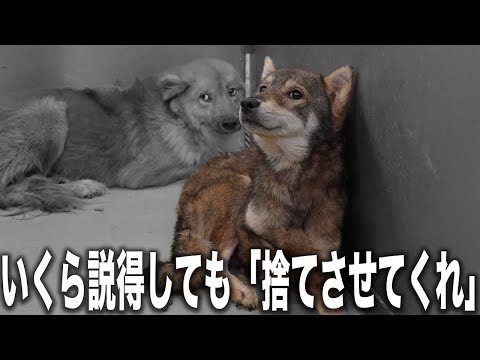 【犬のゴミ箱じゃない】「捨ててくれ。連れて帰る気はない」徳島の愛護センターに持ち込まれる犬の実情がひどすぎる。想像つかないレベルの殺処分される犬のリアル
