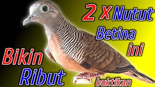 Download lagu Suara burung perkutut BETINA LOKAL!! 3 x nutut ampuh bikin jantan gacor. mp3 Download lagu Suara burung perkutut BETINA LOKAL!! 3 x nutut ampuh bikin jantan gacor. mp3