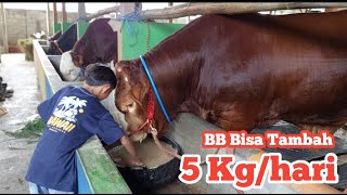 Download lagu Comboran Secret Recipe: Cow weight can increase by 5 kilos per day mp3