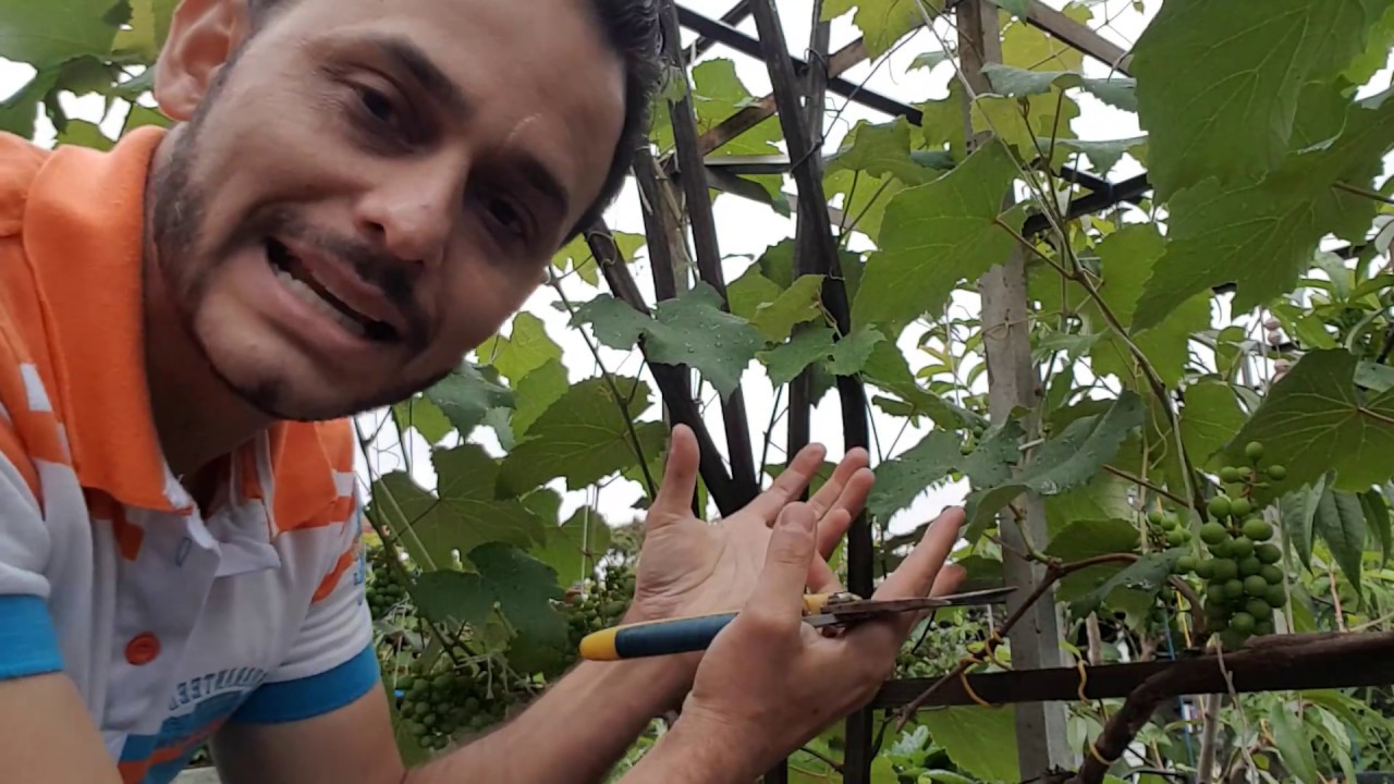 Como cuidar da videira usando a (Bíblia)