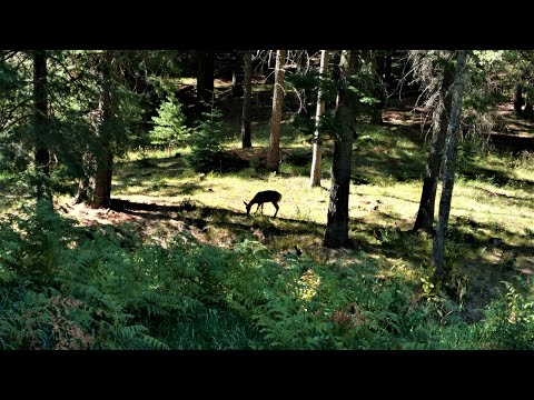Girls' Hiking Club: Mt Graham, Arizona