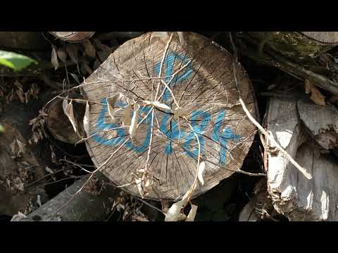 Die Buchen im Wald sterben ab wegen zu wenig Wasser in Lausen am 5 Sept 2021