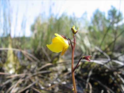 Projekt Vandal - Slovak Song