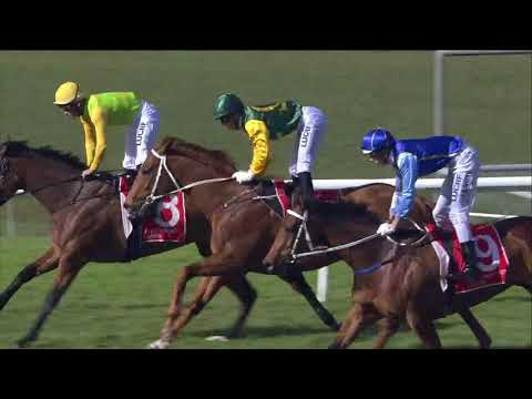 Hallside Fandango - Sunshine Coast Race 4