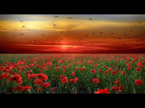 Mark Knopfler- The Long Road  -  Full Screen-HD&HQ