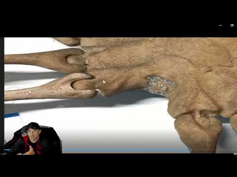 Alien Glass Eyes & Paint Used to Make Alien Facehugger 3D Printed Movie Prop.