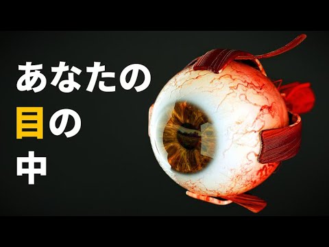 猫の感覚: 猫の目の解剖学