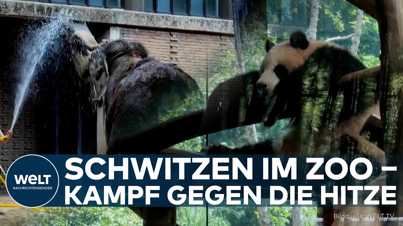 HITZEWELLE: Tierisch heiß! So schützt der Berliner Zoo Pandas, Tiger und Elefanten vor der Hitze