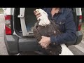 Bald eagle shot and killed