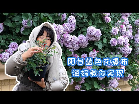 【海妈园艺课堂】阳台蓝色花瀑布，海妈教你实现！
