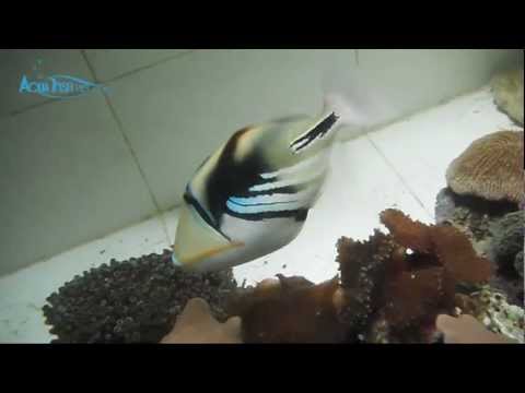 Picasso triggerfish (Rhinecanthus aculeatus) || AquaFishViet.com