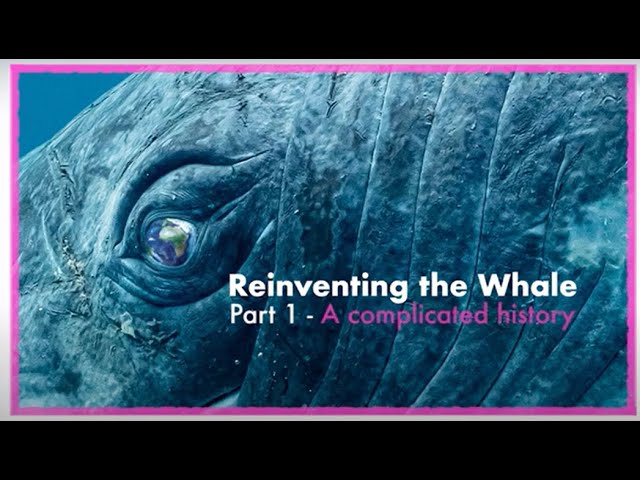 youtube video id=HoHCaQPV7Kk