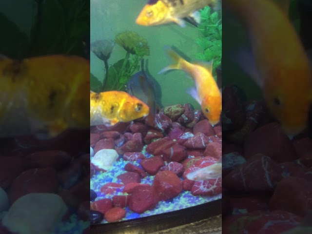 self cleaning aquarium fish tank