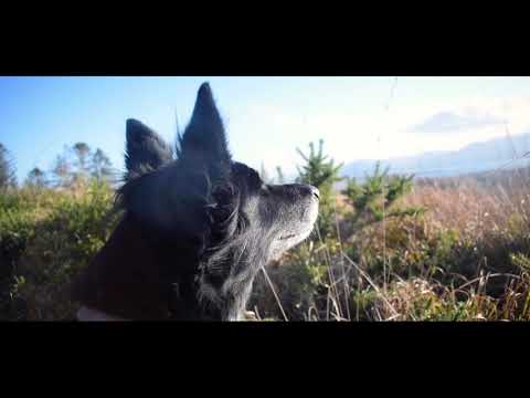 Ger Wolfe -'Hello Gorgeous'  (official video)