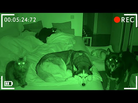 What Do My Husky Dogs And Cats Do While We Sleep
