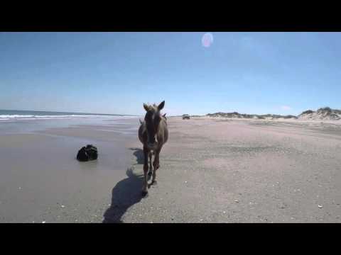 GoPro video of wild Spanish Mustangs on the Outer Banks in Corolla
