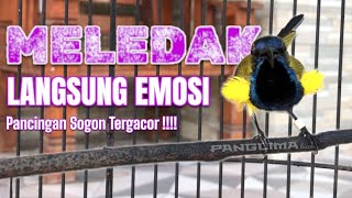 Download lagu Pancingan Sogon Paling Brutal! Emosi Meledak Seketika! #sogongacor #pancingansogon #sogokotong  mp3