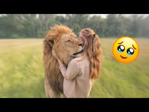 The male lion recognized the girl who had saved him three years ago; a miracle had occurred
