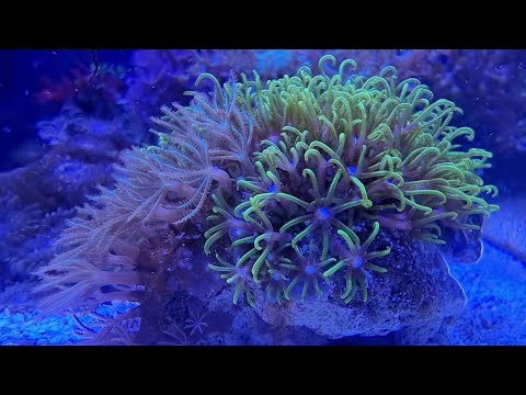 Corals Dancing To The Beat of the music