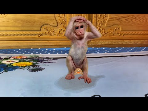Try not to laugh ????! Monkey Luk peed on bed and ran away