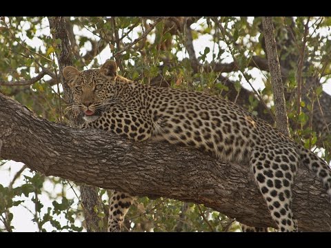 Male Leopard Doesn't Want to Mate - But the Female Sure Does!