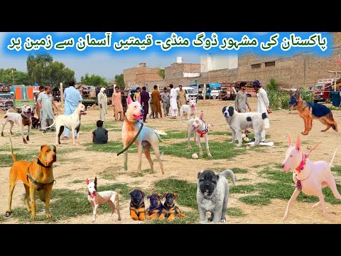 14Th August Ki Khushi Mai Dogs 🐕 Market Mai Full Discount 💯 😍 | Pk Animals
