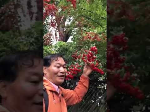 梅の葉サンザシ 植物