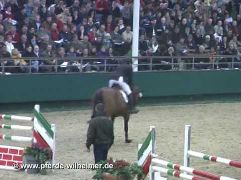 Lissaro van de Helle (Lissabon x Matcho AA)