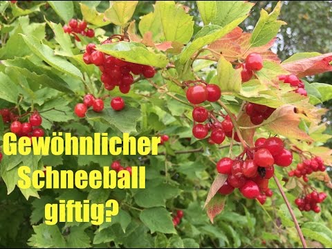 Gewöhnlicher Schneeball giftig