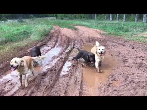 Retrievers playing in the mud / Dirty dogs are happy dogs.