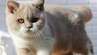 1 HOURS : Childhood Memories - Mell-o Ambulo