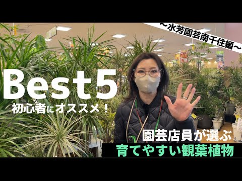 プライバシーを守るのに最適な鉢植え 5 選 トピックス