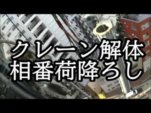 コーカサスクレーンビル 植物