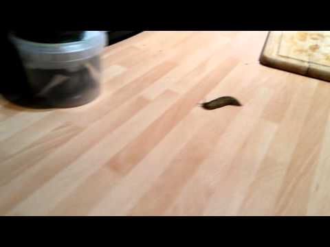 Slug invasion!