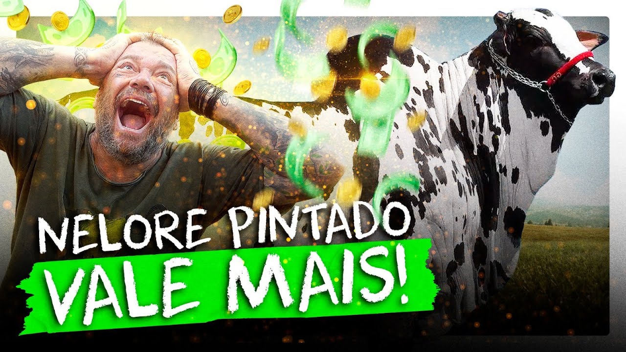 NELORE PINTADO, OURO EM FORMA DE BOI! | RICHARD RASMUSSEN