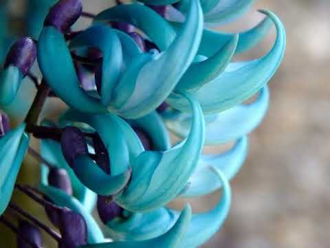 Jade vine the unusual Flower in World