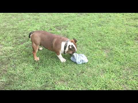 Bulldog puppy for sale